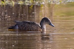 Chestnut teal. Male entering breeding plumage. Sinclair Wetlands, Otago, September 2022. Image © Oscar Thomas by Oscar Thomas.