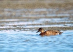 Chestnut teal. Immature male. Manawatu River estuary, May 2002. Image © Alex Scott by Alex Scott.