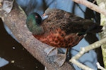 Chestnut teal. Adult male preening. Perth, April 2016. Image © Imogen Warren by Imogen Warren.