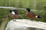 Chestnut teal. Pair of adults on a rock. Sydney, New South Wales, Australia, December 2012. Image © Duncan Watson by Duncan Watson.