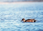 Chestnut teal. Immature male. Manawatu River estuary, May 2002. Image © Alex Scott by Alex Scott.