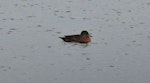 Chestnut teal. Adult male. Mangere, May 2010. Image © Suzi Phillips by Suzi Phillips.