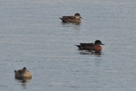 Chestnut teal. Adult (centre) with grey teal. Mangere, May 2010. Image © Suzi Phillips by Suzi Phillips.