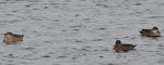 Chestnut teal. Adult (centre) with grey teal. Mangere, May 2010. Image © Suzi Phillips by Suzi Phillips.