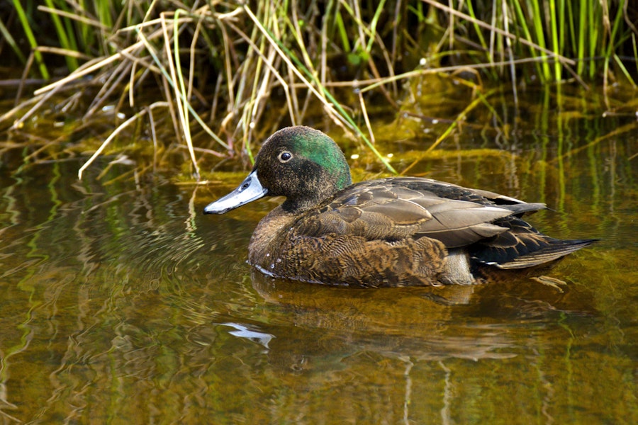 Brown teal | Pāteke. Male in breeding plumage. Orongo Bay, Russell, September 2014. Image © Les Feasey by Les Feasey.