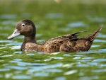 Brown teal | Pāteke. Adult female. Ngunguru wastewater treatment plant, December 2017. Image © Scott Brooks (ourspot) by Scott Brooks.