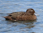 Brown teal | Pāteke. Adult female. Tikipunga, November 2019. Image © Scott Brooks (ourspot) by Scott Brooks.