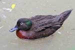 Brown teal | Pāteke. Male swimming. Staglands, June 2020. Image © Paul Le Roy by Paul Le Roy.