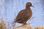 Brown teal | Pāteke. Gravid adult female. Orongo Bay, Russell, September 2014. Image © Les Feasey by Les Feasey.