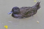 Brown teal | Pāteke. Female swimming. Staglands, June 2020. Image © Paul Le Roy by Paul Le Roy.