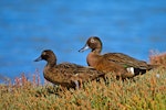 Brown teal | Pāteke. Adult pair, female on left. Tawharanui Regional Park, April 2015. Image © Les Feasey by Les Feasey.