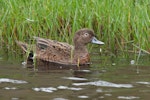 Brown teal | Pāteke. Adult female. Great Barrier Island, March 2019. Image © Mark Lethlean by Mark Lethlean.