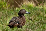 Brown teal | Pāteke. Adult male non-breeding. Tiritiri Matangi Island, March 2011. Image © Sabine Bernert by Sabine Bernert.