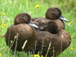 Brown teal | Pāteke. Juveniles. Tawharanui Regional Park, January 2013. Image © Thomas Musson by Thomas Musson.