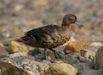 Brown teal | Pāteke. Juvenile. Great Barrier Island, January 2009. Image © Ingrid Hutzler by Ingrid Hutzler.