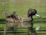 Brown teal | Pāteke. Non-breeding male. Ngunguru wastewater treatment plant, December 2017. Image © Scott Brooks (ourspot) by Scott Brooks.