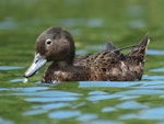 Brown teal | Pāteke. Non-breeding male. Ngunguru wastewater treatment plant, December 2017. Image © Scott Brooks (ourspot) by Scott Brooks.