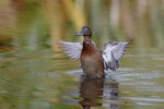 Brown teal | Pāteke. Adult male flapping wings. Mana Island, June 2017. Image © Leon Berard by Leon Berard.