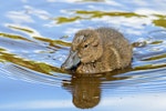 Brown teal | Pāteke. Duckling. Great Barrier Island, March 2019. Image © Mark Lethlean by Mark Lethlean.