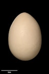 Brown teal | Pāteke. Egg 64.8 x 45.1 mm (NMNZ OR.012415, collected by Colin Roderick). Mt Bruce Wildlife Reserve, May 1966. Image © Te Papa by Jean-Claude Stahl.