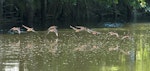 Brown teal | Pāteke. Nine adults in flight. Ngunguru River, December 2013. Image © Malcolm Pullman by Malcolm Pullman.