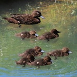 Brown teal | Pāteke. Adult female with six ducklings. Ngunguru, October 2021. Image © © Scott Brooks (ourspot) by Scott Brooks.