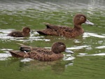 Brown teal | Pāteke. Pair with duckling. Ngunguru wastewater treatment plant, December 2016. Image © Scott Brooks (ourspot) by Scott Brooks.