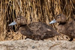 Brown teal | Pāteke. Captive-bred ducklings. Ron Munro, breeder, Invercargill, January 2012. Image © Sabine Bernert by Sabine Bernert.