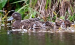 Brown teal | Pāteke. Adult with 5 ducklings. Man made pond at Ngunguru, October 2014. Image © Malcolm Pullman by Malcolm Pullman.