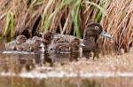 Brown teal | Pāteke. Female with 5 ducklings. Man made pond at Ngunguru, Northland, October 2014. Image © Malcolm Pullman by Malcolm Pullman.