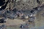 Brown teal | Pāteke. Flock resting. Great Barrier Island, May 1974. Image © Department of Conservation ( image ref: 10031492 ) by Dick Veitch Department of Conservation.