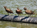 Brown teal | Pāteke. Three adults roosting. Ngunguru wastewater treatment plant, December 2016. Image © Scott Brooks (ourspot) by Scott Brooks.