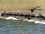 Brown teal | Pāteke. Adults roosting (grey teal in centre, lower). Ngunguru wastewater treatment plant, December 2017. Image © Scott Brooks (ourspot) by Scott Brooks.