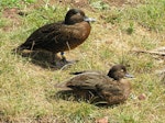 Brown teal | Pāteke. Adult pair at rest (male on left). Tiritiri Matangi Island, February 2005. Image © Josie Galbraith by Josie Galbraith.