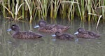 Brown teal | Pāteke. Adult pair and 2 juveniles. Woolleys Bay, Northland, December 2014. Image © Malcolm Pullman by Malcolm Pullman.