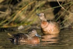 Brown teal | Pāteke. Adult on water. Port Charles, Coromandel Peninsula, May 2009. Image © Neil Fitzgerald by Neil Fitzgerald.