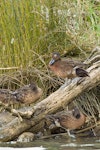 Brown teal | Pāteke. Adults resting on log. Port Charles, Coromandel Peninsula, May 2009. Image © Neil Fitzgerald by Neil Fitzgerald.