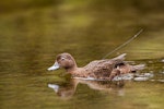 Brown teal | Pāteke. Captive-bred juvenile fitted with transmitter. Fiordland National Park, February 2011. Image © Sabine Bernert by Sabine Bernert.