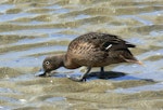 Brown teal | Pāteke. Feeding at low tide. Great Barrier Island, February 2008. Image © Joke Baars by Joke Baars.