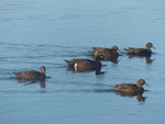 Brown teal | Pāteke. Flock including males and females. Tawharanui Regional Park, July 2017. Image © Alan Tennyson by Alan Tennyson.