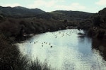 Brown teal | Pāteke. Adult flock on water. Great Barrier Island, March 1981. Image © Department of Conservation ( image ref: 10026614 ) by Chris Green Department of Conservation.