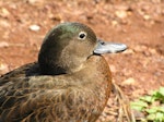 Brown teal | Pāteke. Adult male head. Tiritiri Matangi Island, February 2005. Image © Josie Galbraith by Josie Galbraith.