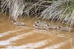 Brown teal | Pāteke. Non-breeding adults swimming in a line. Great Barrier Island, January 2011. Image © Jenny Atkins by Jenny Atkins.