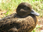 Brown teal | Pāteke. Adult female fitted with transmitter. Tiritiri Matangi Island, February 2005. Image © Josie Galbraith by Josie Galbraith.