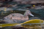 Auckland Island teal | Tētē kākāriki. Adult male swimming. Enderby Island, Auckland Islands, January 2016. Image © Tony Whitehead by Tony Whitehead.