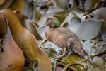 Auckland Island teal | Tētē kākāriki. Adult male standing on kelp. Enderby Island, Auckland Islands, January 2016. Image © Tony Whitehead by Tony Whitehead.