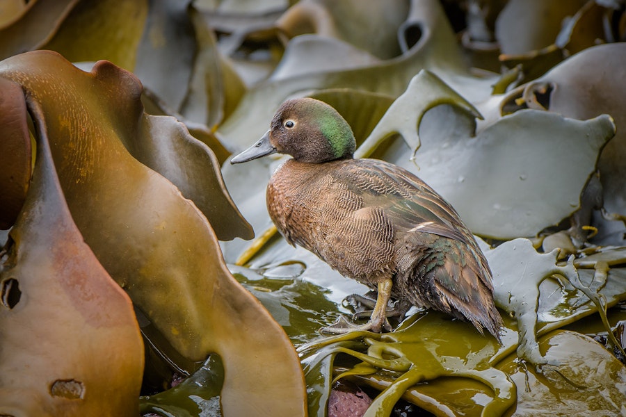 Auckland Island teal | Tētē kākāriki. Adult male standing on kelp. Enderby Island, Auckland Islands, January 2016. Image © Tony Whitehead by Tony Whitehead.