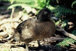 Auckland Island teal | Tētē kākāriki. Adult. Enderby Island, Auckland Islands, January 2000. Image © Department of Conservation ( image ref: 10064728 ) by Nadine Gibbs Department of Conservation.