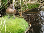 Auckland Island teal | Tētē kākāriki. Adult. Enderby Island, December 2011. Image © Department of Conservation by Rob Wardle.