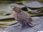 Auckland Island teal | Tētē kākāriki. Adult female. Ewing Island, Auckland Islands, January 2018. Image © Colin Miskelly by Colin Miskelly.